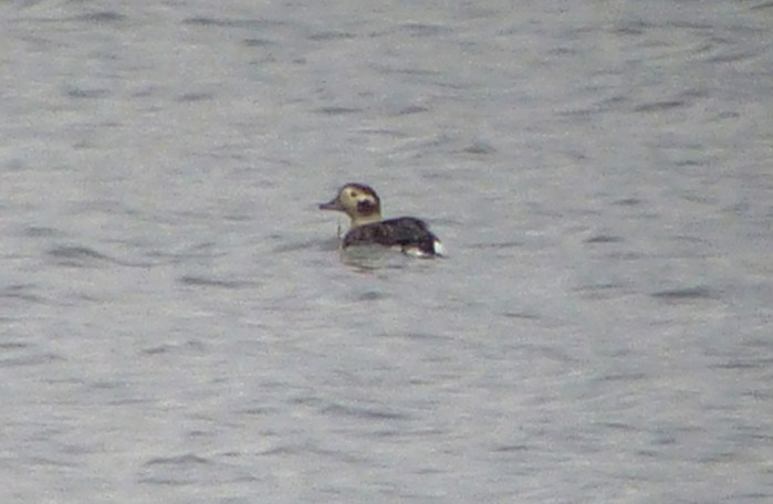 Long-tailed Duck
