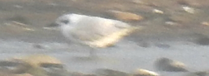 Gull-billed Tern
