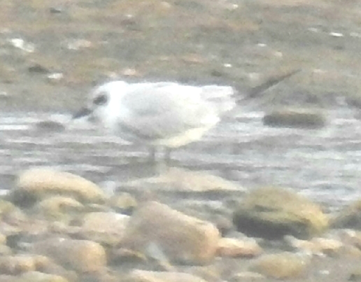 Gull-billed Tern