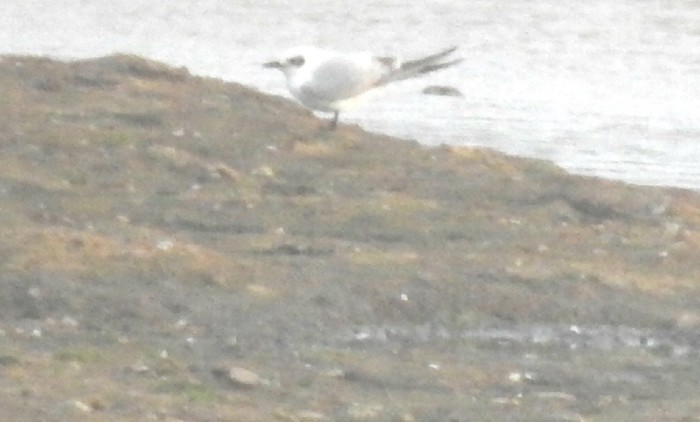 Gull-billed Tern