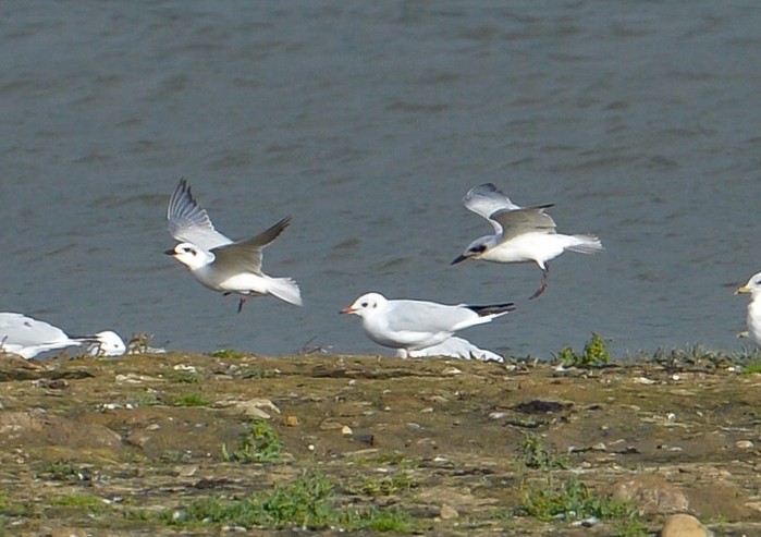 Gull-billed Tern