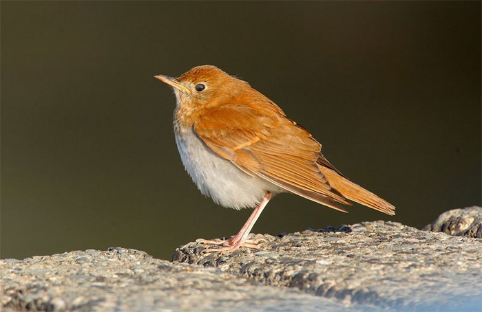 Veery
