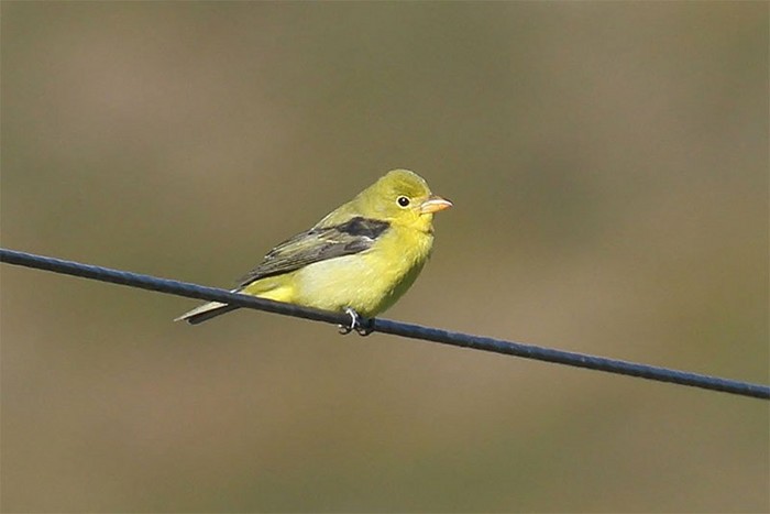 Scarlet Tanager