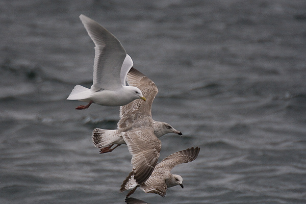 Iceland Gull