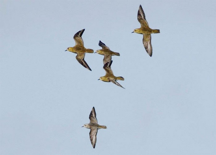 American Golden Plover