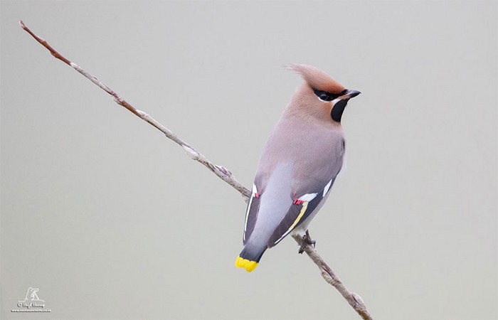 Waxwing