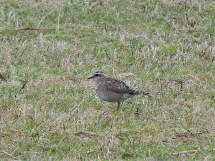 Dotterel