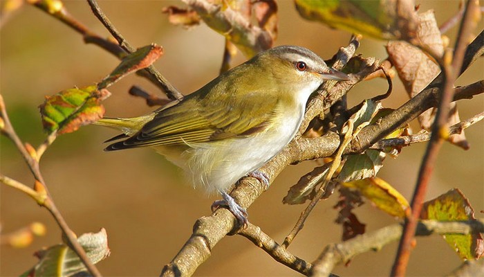 Red-eyed Vireo
