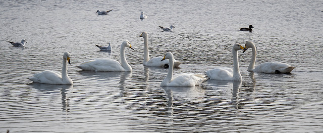 Whooper Swan