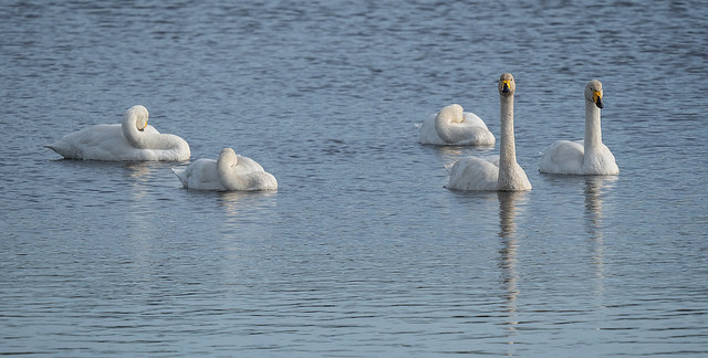 Whooper Swan