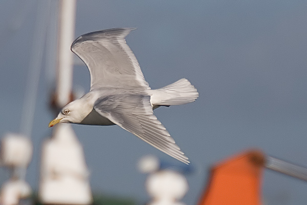 Iceland Gull