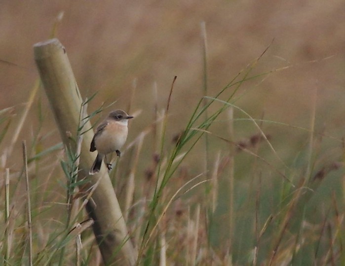 Eastern Stonechat