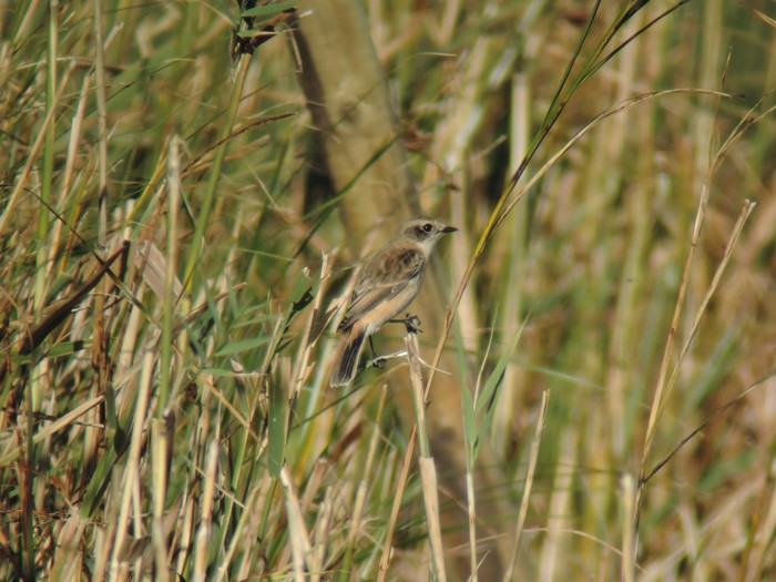 Stejneger's Stonechat