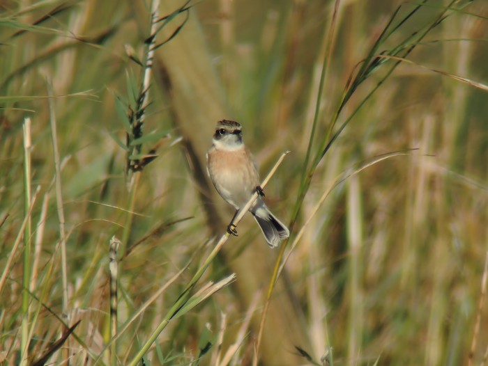 Stejneger's Stonechat