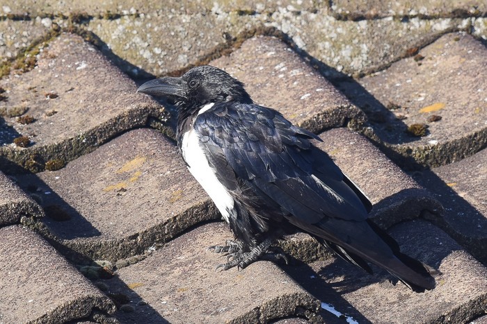 Pied Crow