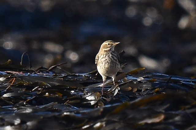 Water Pipit