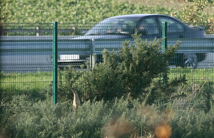 Bittern