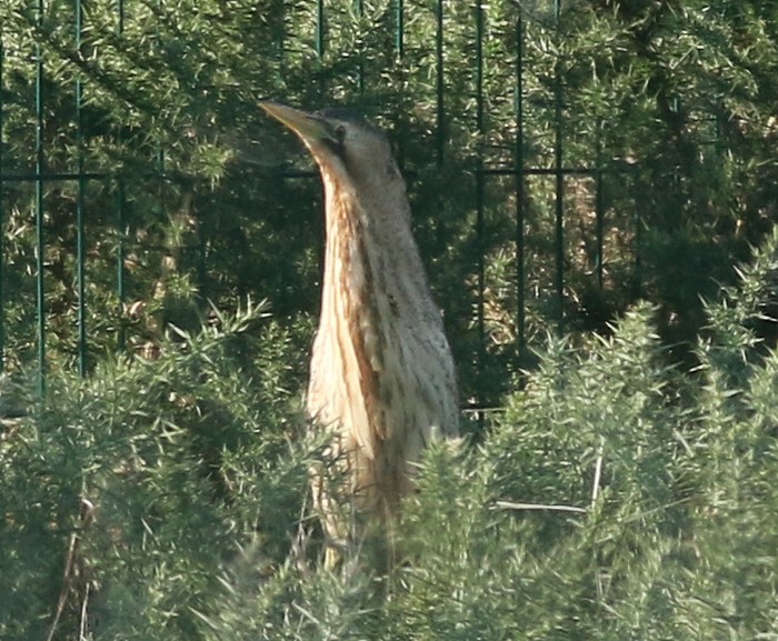 Bittern