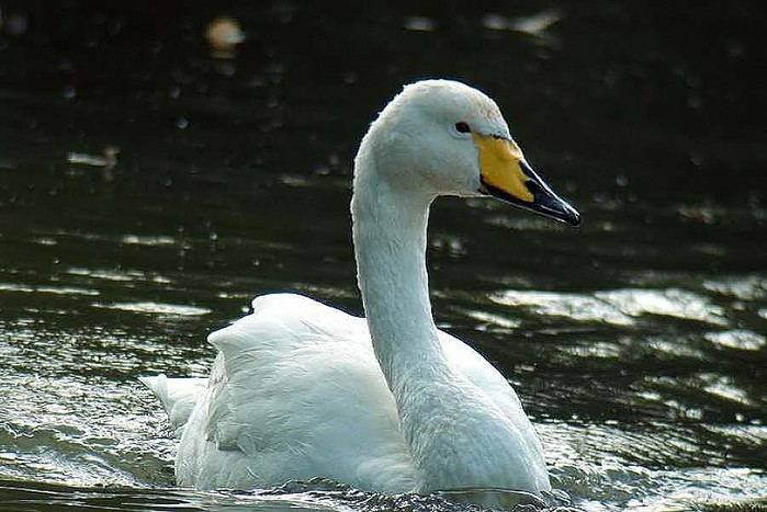 Whooper Swan
