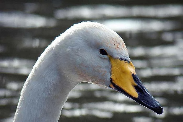 Whooper Swan