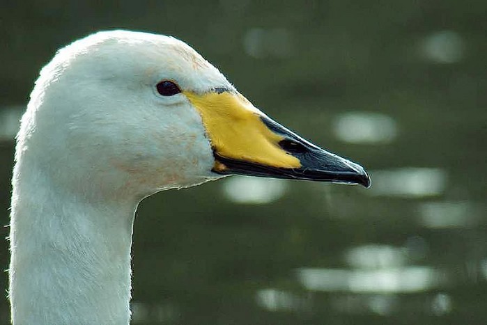 Whooper Swan