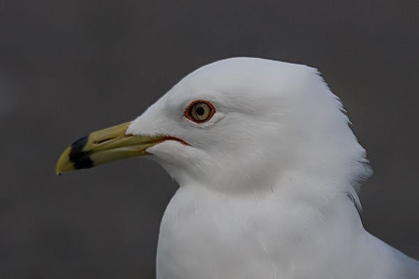 Ring-billed Gull