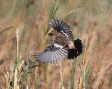 Stejneger's Stonechat
