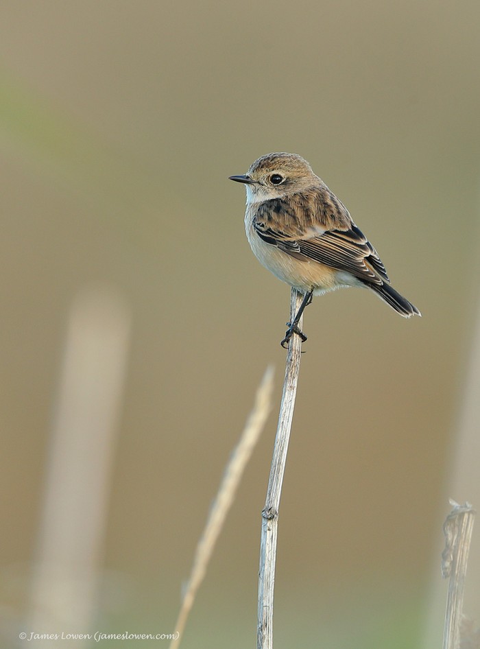 Stejneger's Stonechat