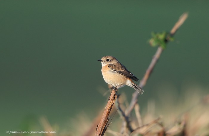 Stejneger's Stonechat