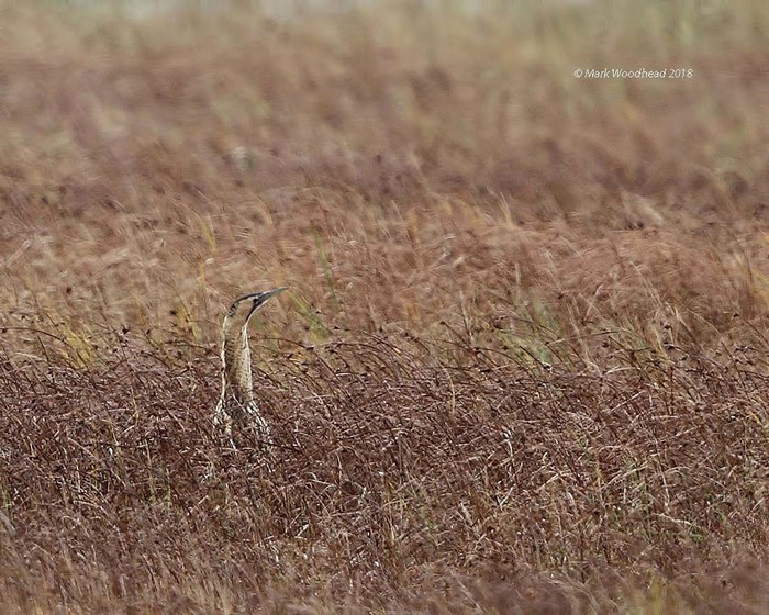 Bittern