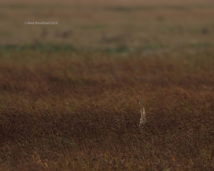 Bittern