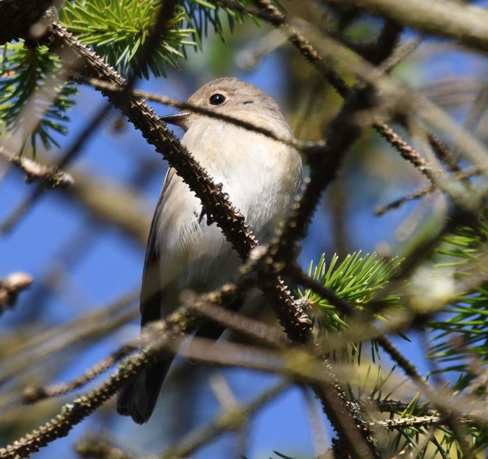 Taiga Flycatcher