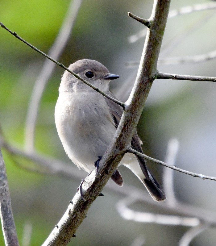 Taiga Flycatcher