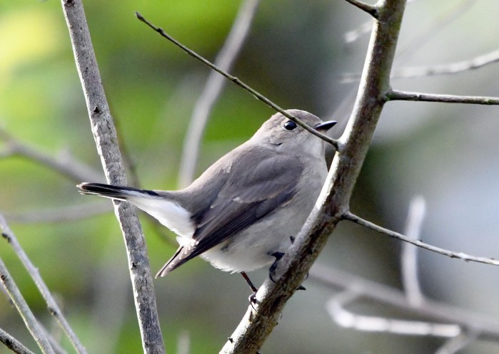 Taiga Flycatcher