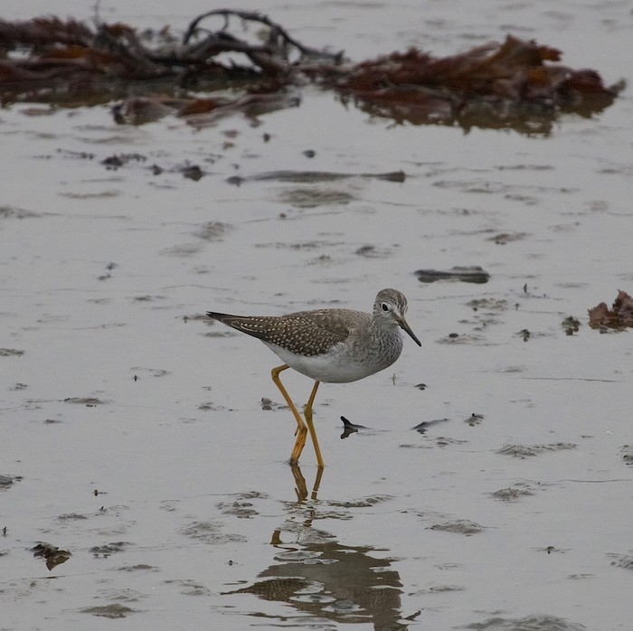 Lesser Yellowlegs