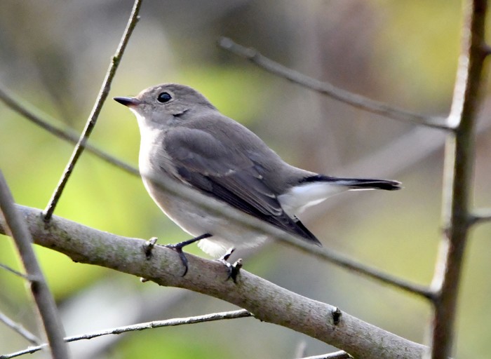 Taiga Flycatcher