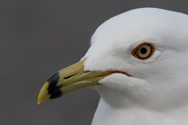Ring-billed Gull