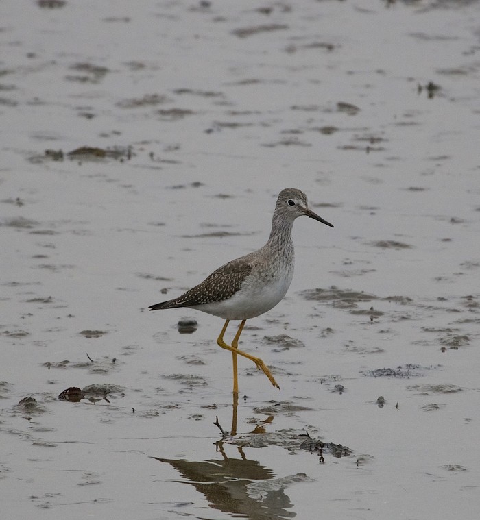 Lesser Yellowlegs