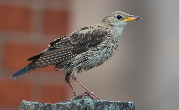 Rose-coloured Starling