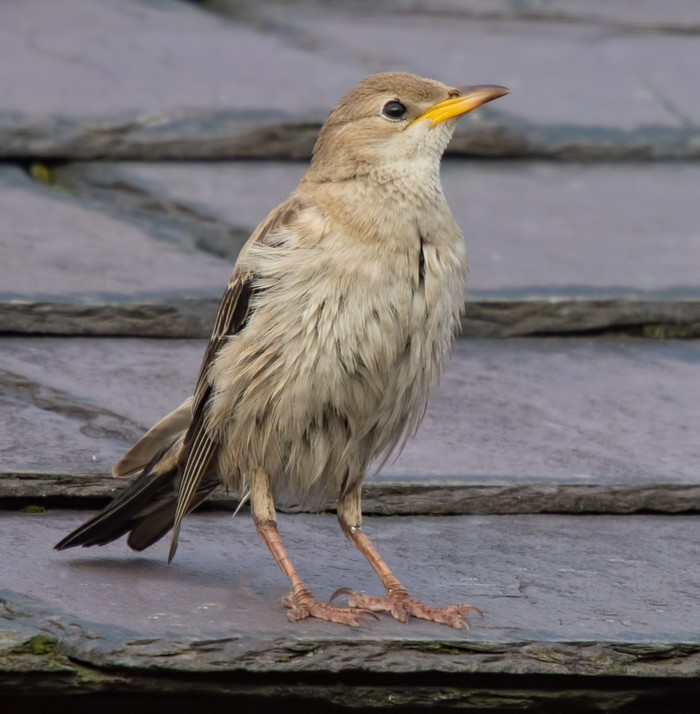 Rose-coloured Starling
