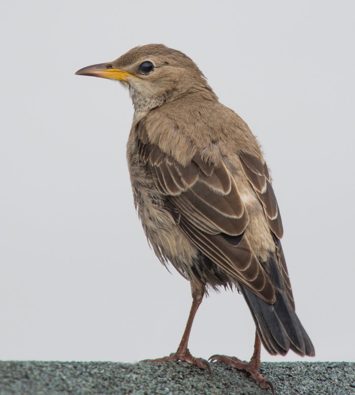 Rose-coloured Starling