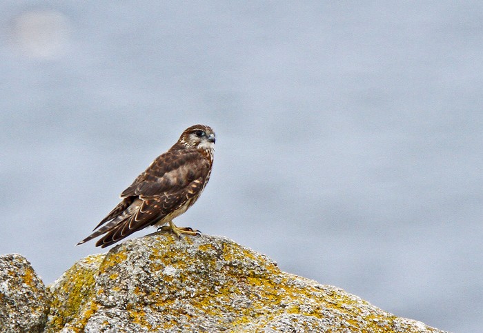 Merlin