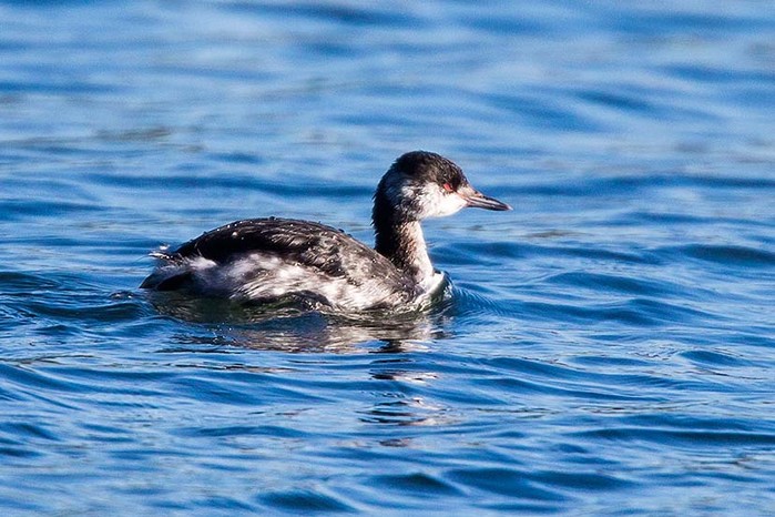 Slavonian Grebe