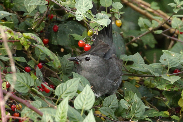 Grey Catbird