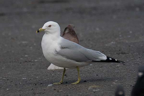 Ring-billed Gull