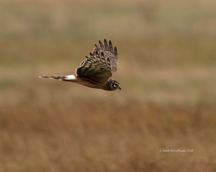 Hen Harrier
