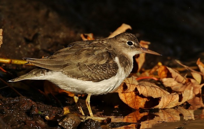 Spotted Sandpiper