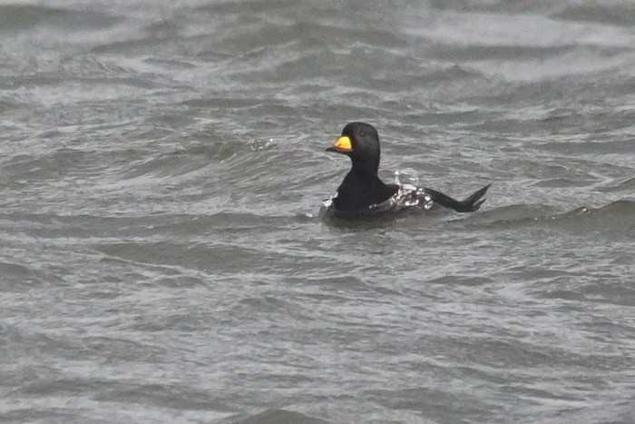 Black Scoter