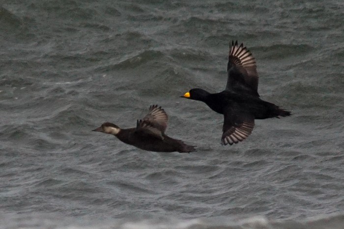 Black Scoter