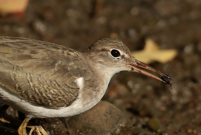 Spotted Sandpiper